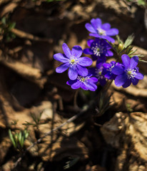 Hepatica Nobilis - the first spring forest flowers. Soft focus.