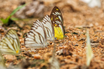 Fototapeta na wymiar Butterfly on the ground