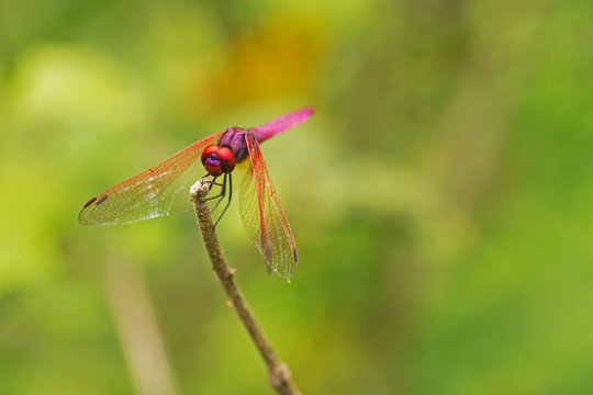 Red dragonfly on a branch with a green background.