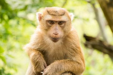 Monkey with blur background 