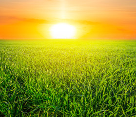 Fototapeta na wymiar green rural fields at the sunset scene
