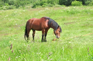 Naklejka na ściany i meble Horse on a meadow
