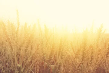 Velours gordijnen Platteland photo of wheat field at sunset