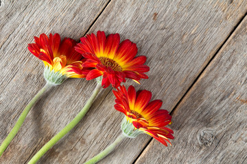 Three gerberas on the wooden background