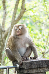 Monkey with blur background 