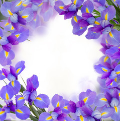 Fototapeta na wymiar blue irises flowers frame isolated on white background