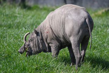 Obraz premium Babirusa