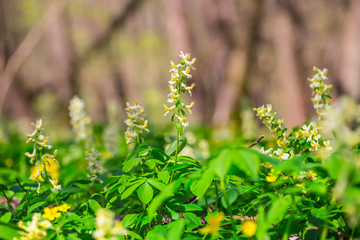 closeup spring flowers in a forest