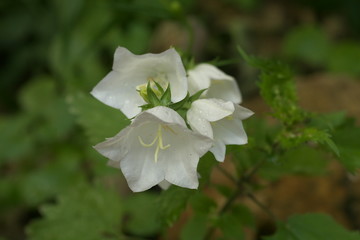 White Campanula flower Macro with dew drops, closeup white bellflower
