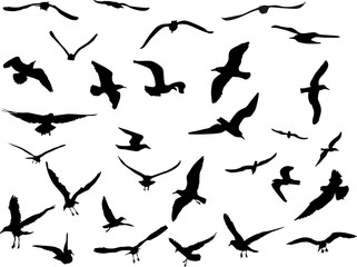 Fototapeta na wymiar thirty gulls collection on white background