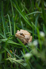Frog in green grass
