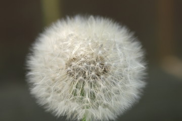 Closeup of dandelion for texture abstract background, extreme macro