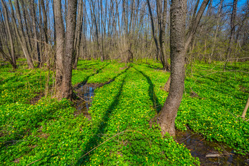 spring forest glade with flowers