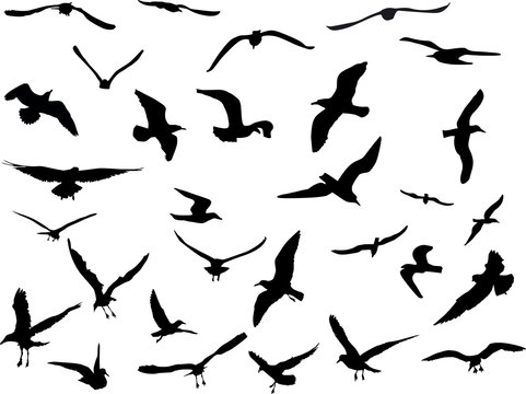 thirty gulls collection on white background