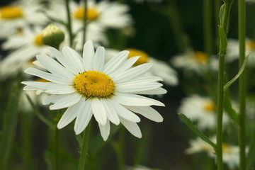 Daisy chamomile flowers field in garden, medow of daisies