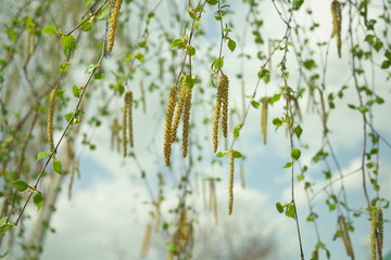 Birch catkins on a branch closeup spring. Birch bud (Alnus, Alder, Betulaceae) on a nature spring background
