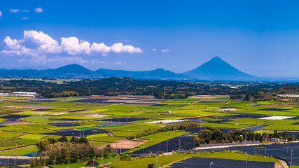 知覧の茶畑_ 広大な茶畑にその先に開聞岳を望む © narutake