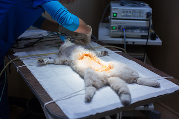 The cat on the operating table in a veterinary clinic. veterinarian sterilization operation