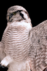owl close-up on black background