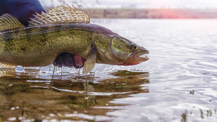 Fishing. I catch and release. Pike perch on freedom.