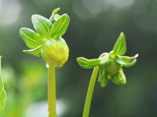 Obraz premium Pink Dahlia flower bud macro photo in summer garden