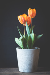 Orange Tulpen im Blumentopf