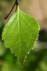 Beautiful macro photo of birch leaf on natural background