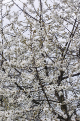 White cherry blossoms on a branch.