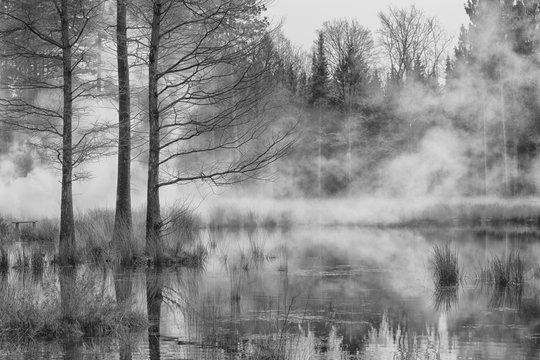 Fototapeta woud in water with fog