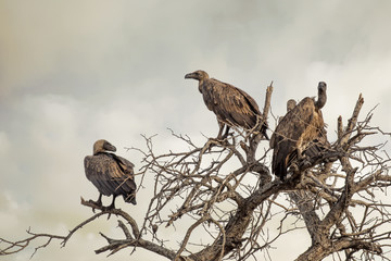 Vultures in a dead tree.