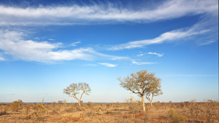 Kruger scrubland