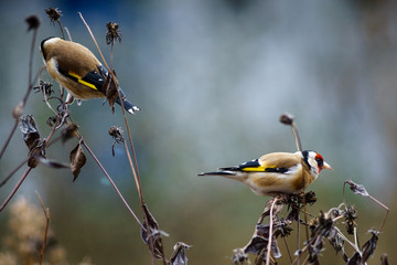 Tiere, Vögel, Stieglitz im winterlichen Staudengarten