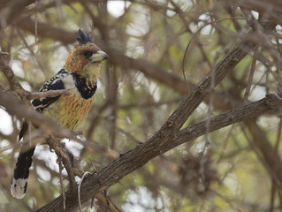 Crested Barbet, (Trachyphonus vaillantii), yellow, black, white feathers, sitting on branch, looking right, Kruger National Park, South Africa