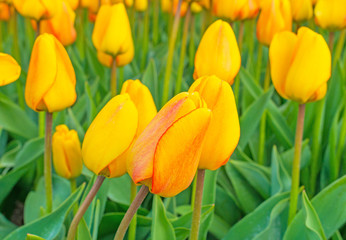 Field with tulips in spring