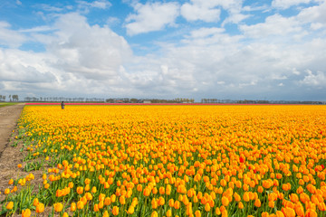 Field with tulips below a blue cloudy sky in spring