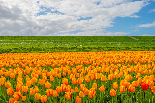 Field with tulips below a blue cloudy sky in spring © Naj