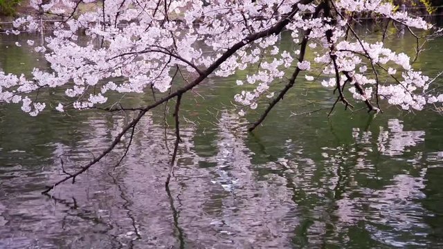 水面に映る桜