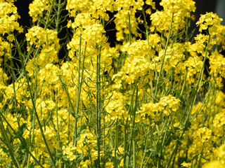 	春、黄色い花が満開の、菜の花