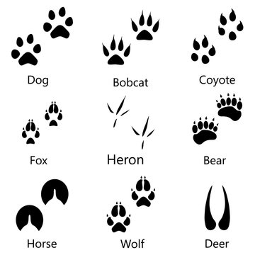 Animal footprints vector