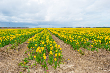 Fototapeta na wymiar Field with tulips below a cloudy sky in spring