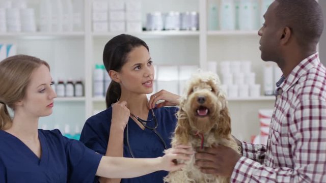  Veterinarian examining cute dog & talking to owner