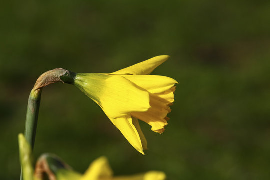 Springtime daffodils