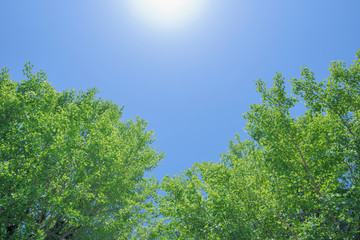blue sky and green leaves