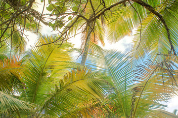 Fototapeta premium Palm tree and sky
