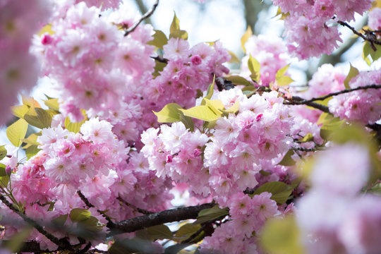 Rosa Kirschbl&uuml;ten im Fr&uuml;hling