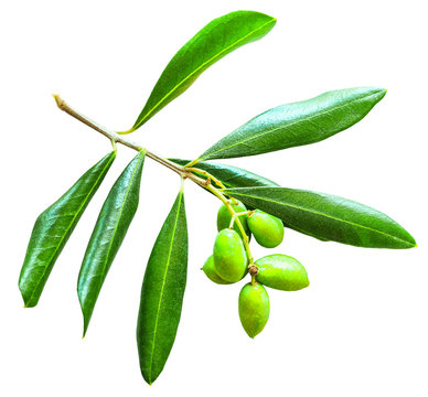 Olive branch with leaves and fruit isolated on white background
