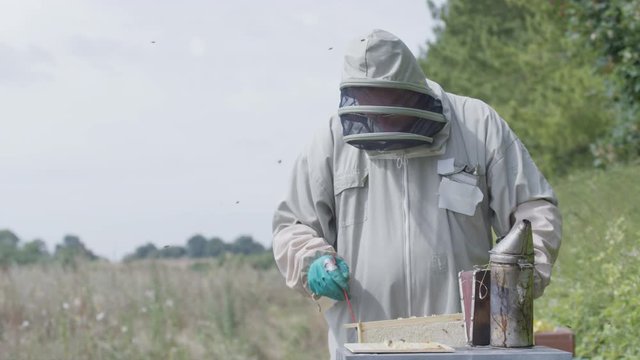  Bee keeper lifting out honeycomb from the hive to take a look