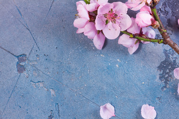 pink cherry blossom flowers frame on gray and blue background