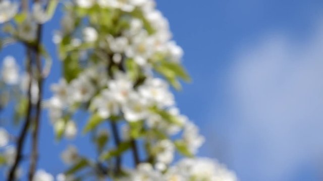 White flower on a branch of cherry or pear on a sunny spring day