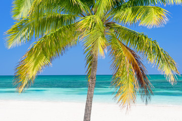 Fototapeta na wymiar Beach with palm tree, Cayo Levisa, Cuba
